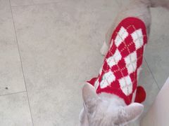 -纳吉亚猫专科动物医院·北北分院
