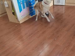 -千城康桥宠物医院·猫科·骨科·心脏