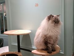 -安格丽娜·狗咖·猫咖羊驼咖(春熙路百盛商场店)