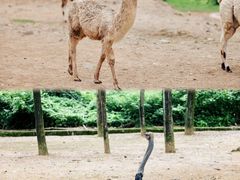 -杭州野生动物世界