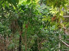 -呀路古热带植物园