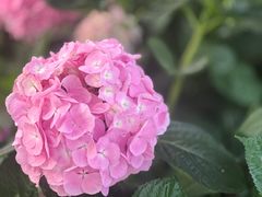 -上海辰山植物园