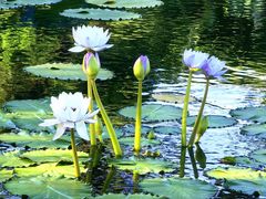 -国家植物园南园