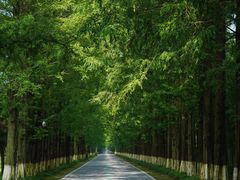 -黄海国家森林公园