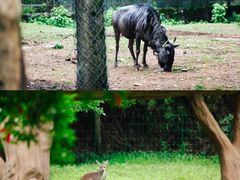 -杭州野生动物世界