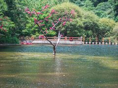 -少华山国家森林公园