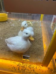 -神奇动物撸宠馆·羊驼·小浣熊·异宠(豫园店)