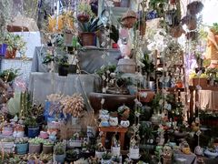 -循礼门鲜花花市(武汉循礼门店)