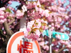 -南京农业大学(浦口校区)
