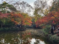 -秋霞圃