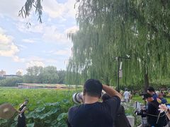 -莲花池公园