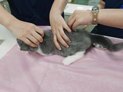 -北京观赏动物医院·24小时大型综合·猫专科·异宠专科