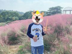 -大塘金香草谷