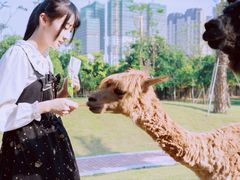 -灵玲国际马戏城
