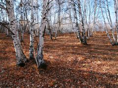 -乌兰布统景区-白桦林