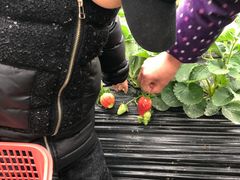 -胜丰草莓采摘园