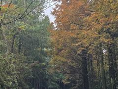 -山王坪喀斯特国家生态公园