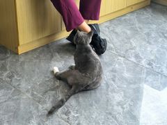 -芭比堂动物医院·CT·微创中心(新顺分院)