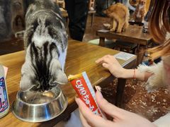 -猫猫幼稚园·撸猫·桌游·电玩