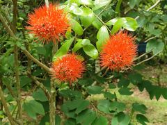 -中国科学院西双版纳热带植物园
