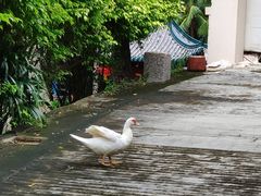 -三亚亚龙湾雅高美爵酒店