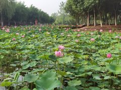 -东郊湿地公园
