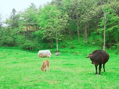 -武陵山森林公园
