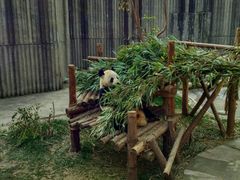 -成都大熊猫繁育研究基地
