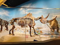 -国家自然博物馆