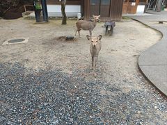-奈良公园