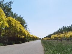 -西青郊野公园