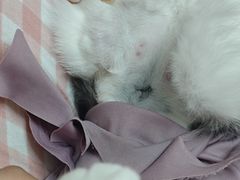 -恒幸动物医院·急重症转诊中心·神经内外科·CT核磁