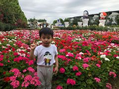-百万葵园