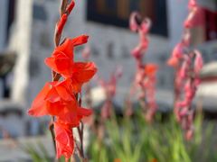 -松赞拉萨林卡酒店