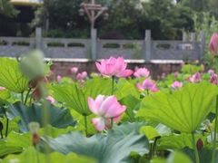 -祥源·阜阳生态乐园