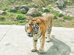 -西安秦岭野生动物园