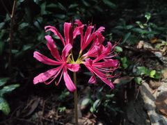 -上海佘山国家森林公园天马山园