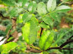 -广州神农草堂中医药博物馆