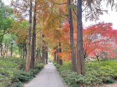 -上海滨江森林公园