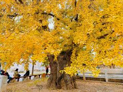 -北京石刻艺术博物馆(五塔寺)
