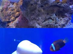 -海合安武汉极地海洋公园