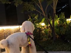 -甄爱宠物医院(疏影路店)