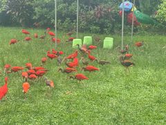 -广州长隆飞鸟乐园