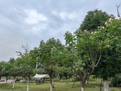 -桂溪生态公园