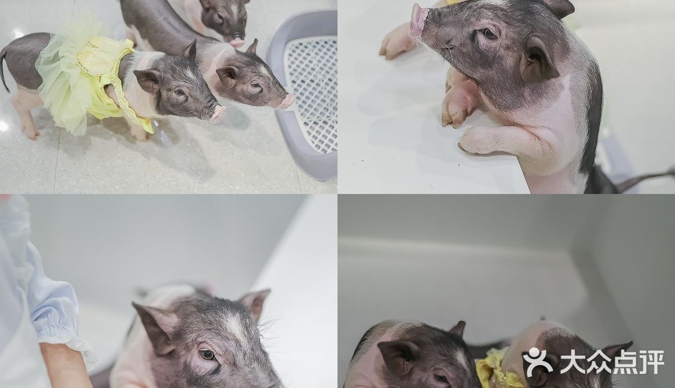 遇见萌宠，邂逅快乐