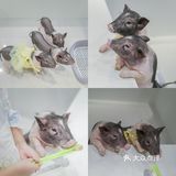 遇见萌宠，邂逅快乐