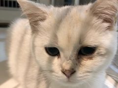 -70cat德文卷毛猫·缅因猫纯种猫舍