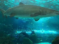 -瑞普利水族馆