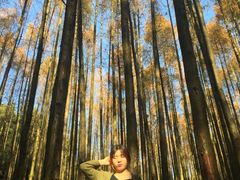-山王坪喀斯特国家生态公园