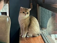 -咖法森林·咖啡  酒吧(天河店)